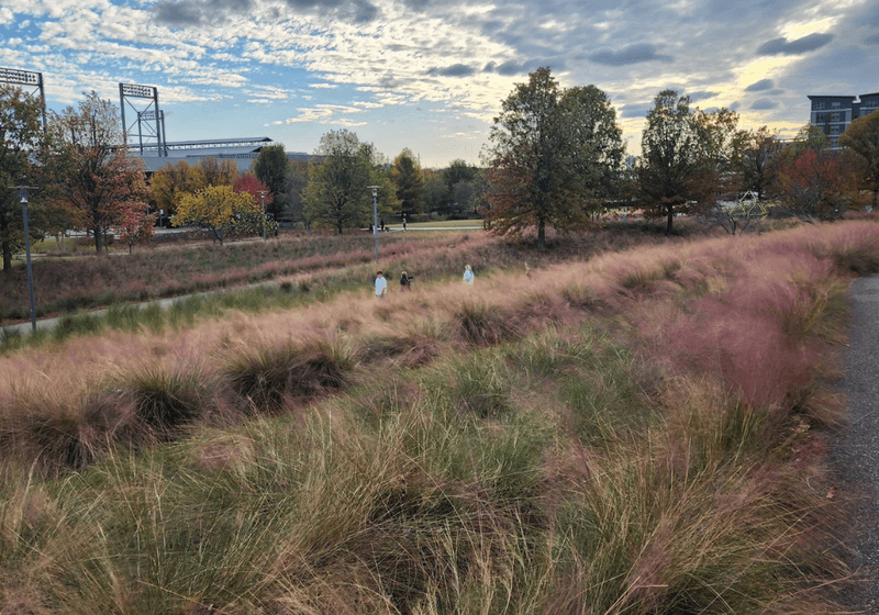 Tall grass in foreground; baseball stadium in background