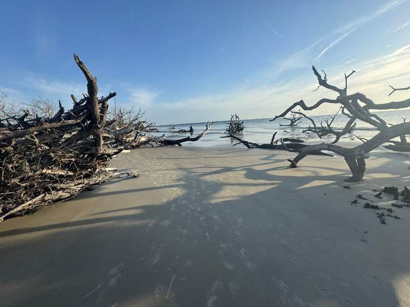 Driftwood Beach