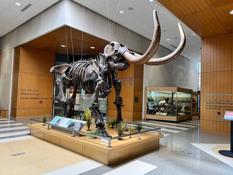 Complete skeleton of a mastodon in the museum gallery