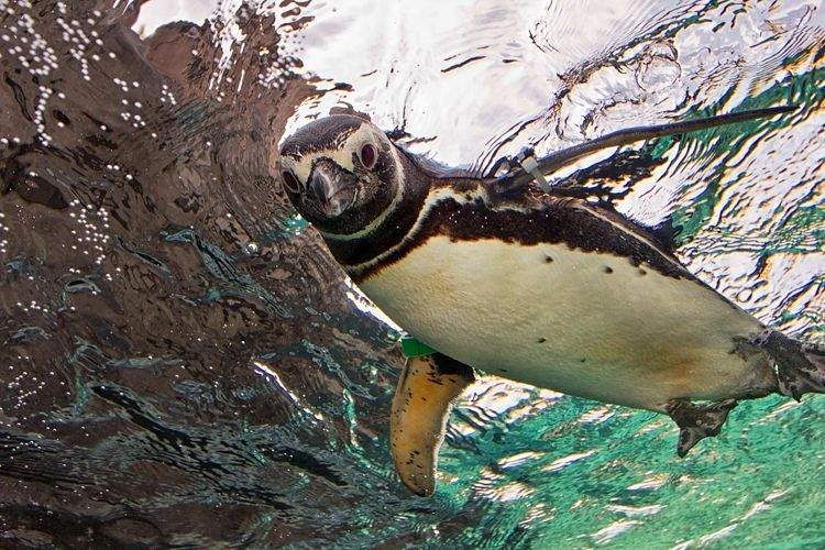 Penguin underwater at Aquarium of the Pacific in Long Beach CA.