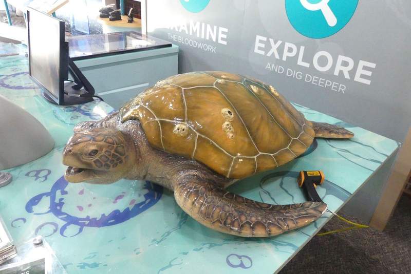 A large model of a sea turtle on a counter.