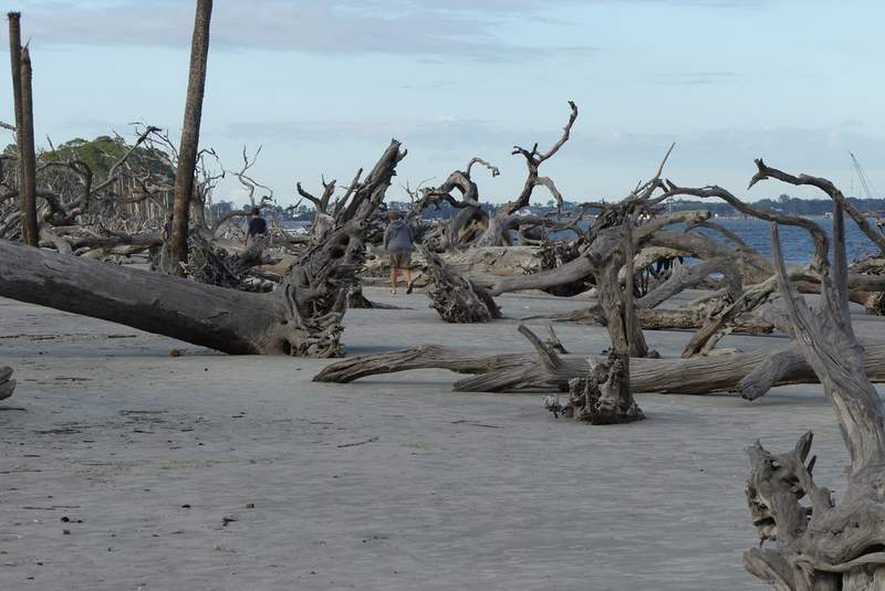 Driftwood on a beach.