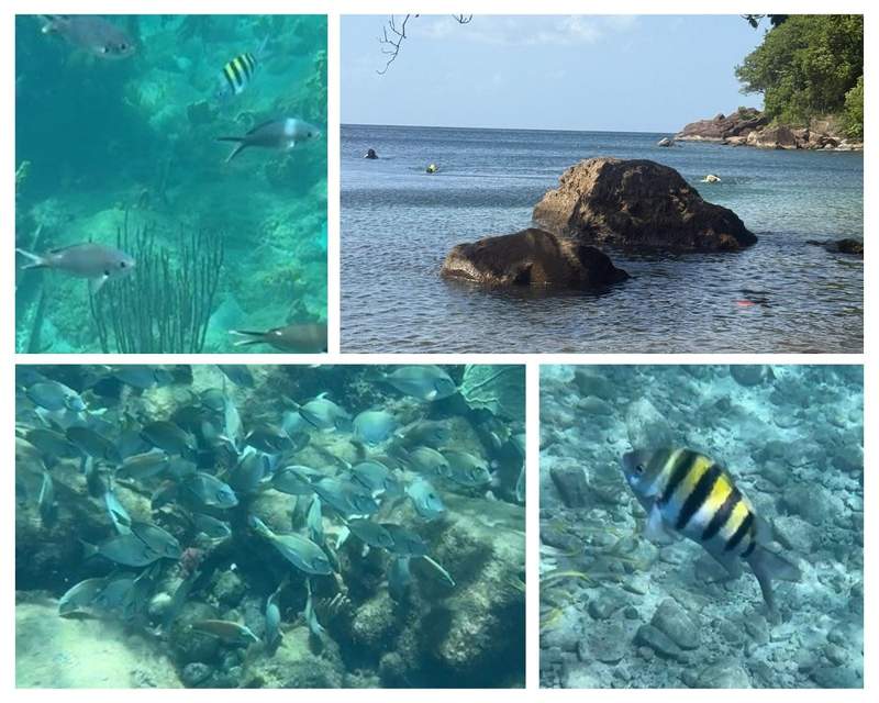 Collage of photos showing several people snorkeling in a rocky bay plus photos of colorful fish.