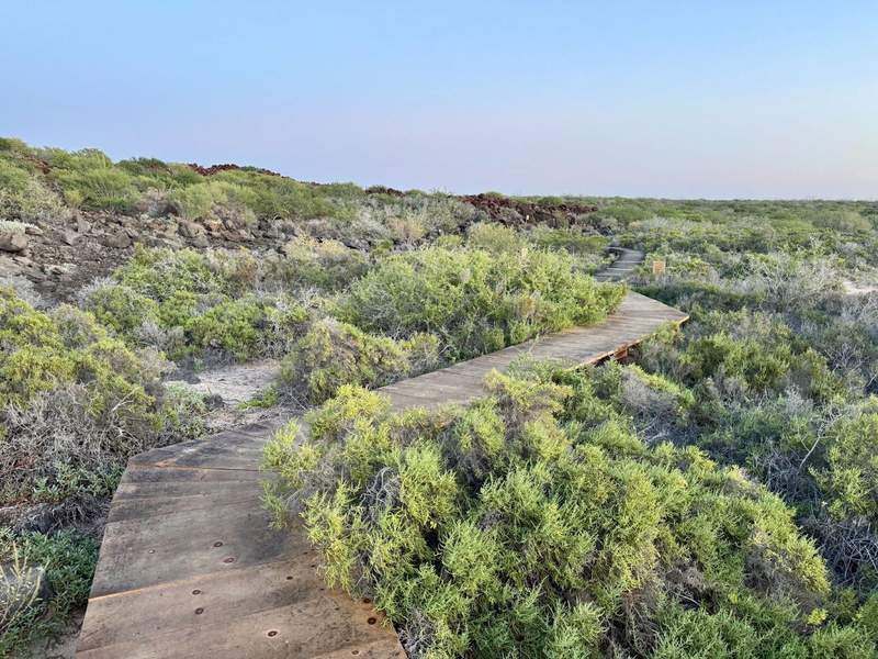 Natural brush on a volcanic island bordering a boardwalk trail