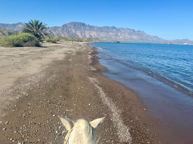 The head of a horse walking along a rocky beach toward mountains