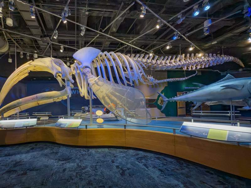 Massive whale skeleton exhibit at the North Carolina Museum of Natural Science.