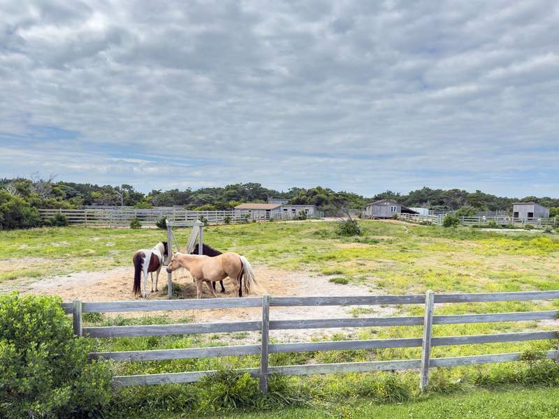 Wide shot of the Ocracoke Pony Pens fence line ponies grazing and the wooden viewing stand beside Highway 12.