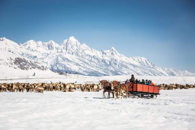 Grand Teton National Park is the backdrop for thousands of elk each winter at the National Elk Refuge which offers scenic sleigh rides.