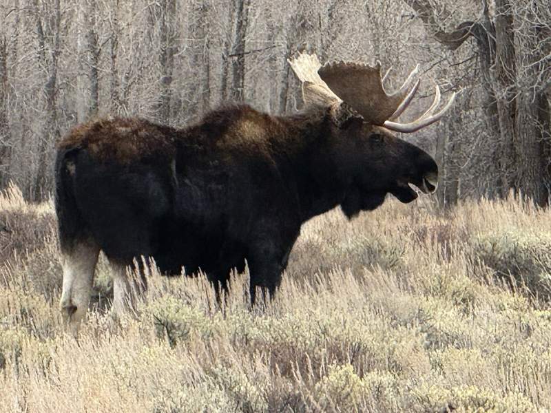 A large moose stands in a field with trees in the background near Jackson Hole in Wyoming.