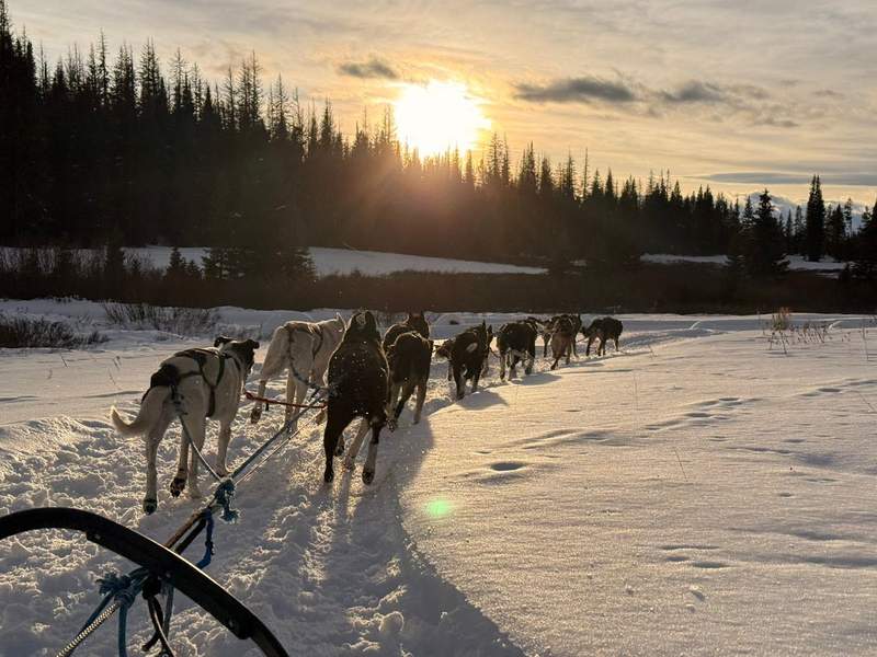 A dog sled team guides a sled through winter snow at sunset near Jackson Hole in Wyoming.