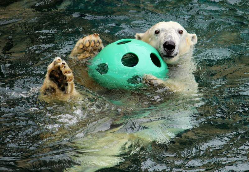 A white polar bear swims with a green ball at the Kansas City Zoo.