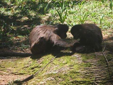 Two monkeys resting on the ground at Jardim Botanico in Rio de Janeiro surrounded by greenery and dappled sunlight.