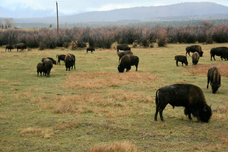 Buffalo grazing in the Grand Teton National Park. 