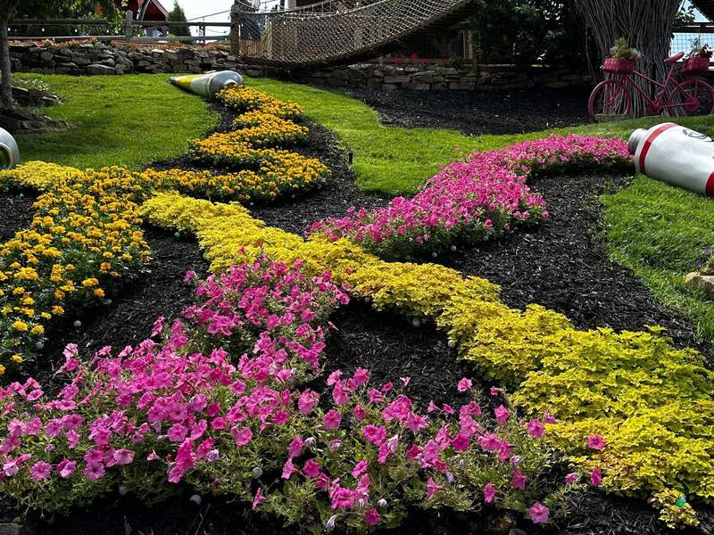 Yellow and pink flowers