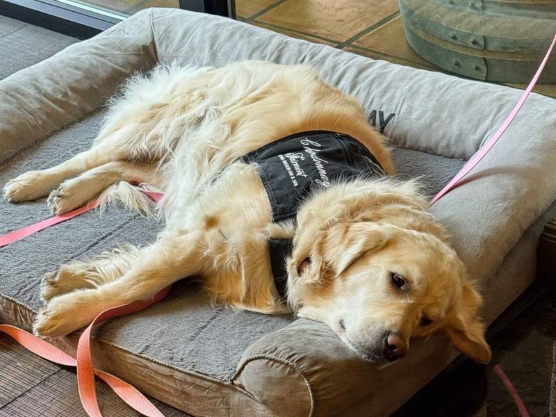 Chardonnay is Director of Pet Relations at the Fairmont Sonoma Mission Inn and Spa in CA.