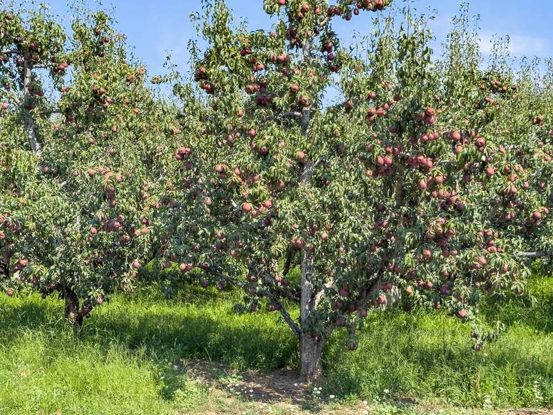 Pear tree laden with fruit just waiting to be picked at the height of fall season