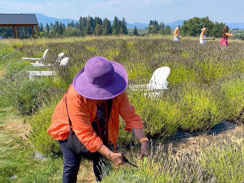 woman in purple hat cutting lavender from plants in the ground