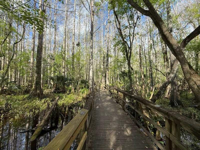Boardwalk in Highlands Hammock State Park in Florida