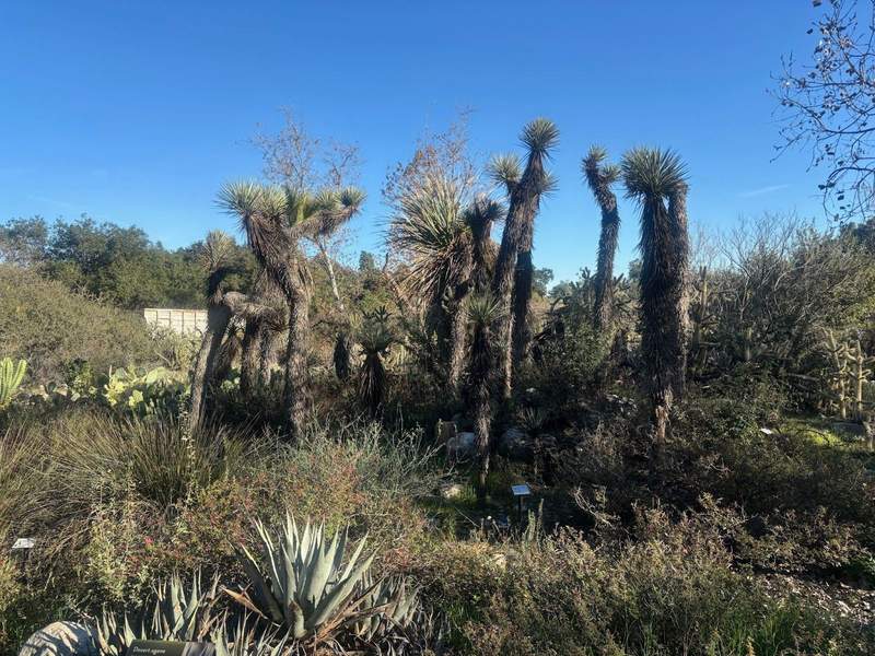 California Fan Palm trees at the botanic garden look like statues