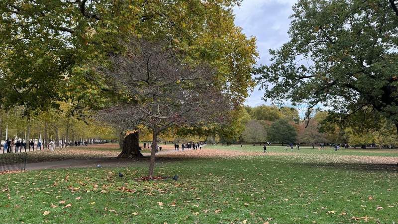 Greenery and trees at St Jamess Park in London. 