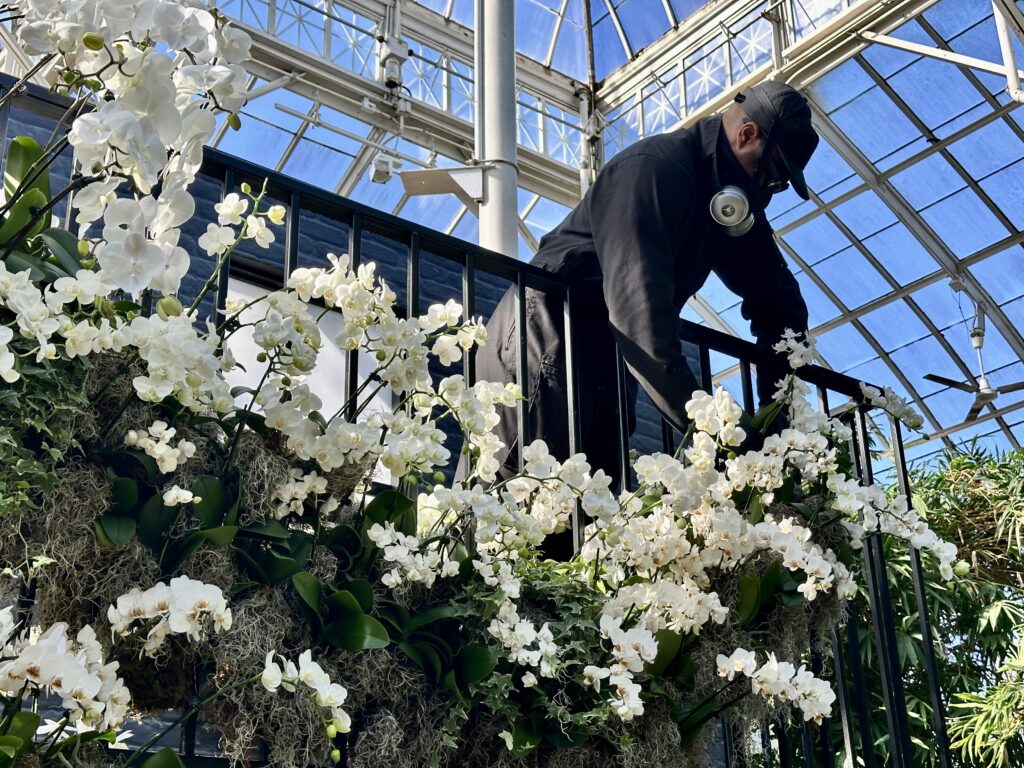 Mr. Floral Fantastic adjusts white orchids hanging from a fire escape, an exhibit at the annual NYBG Orchid Show in New York City.