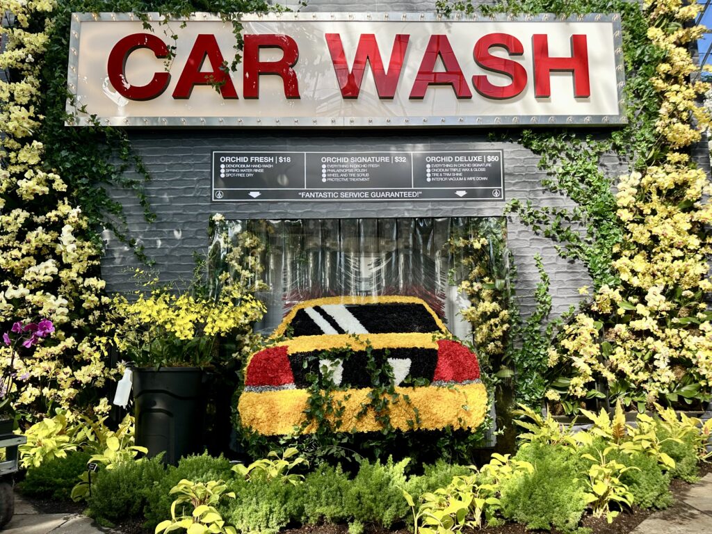 Car wash with a NYC taxi featuring brilliant orchids at the NYBG annual orchid show.