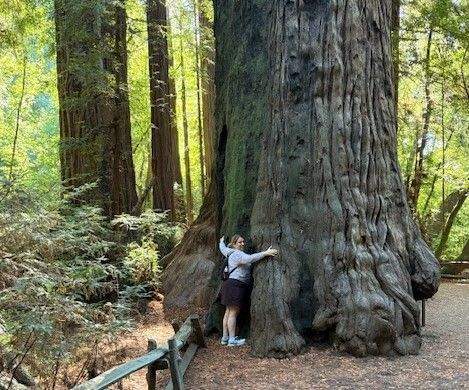 A woman trying to wrap her arms around a massive redwood tree in Henry Cowell Redwoods State Park outside of Santa Cruz California