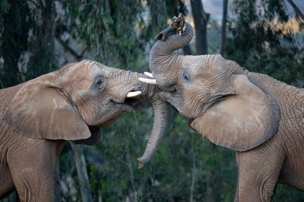 Close up of two young gray elephants playing.