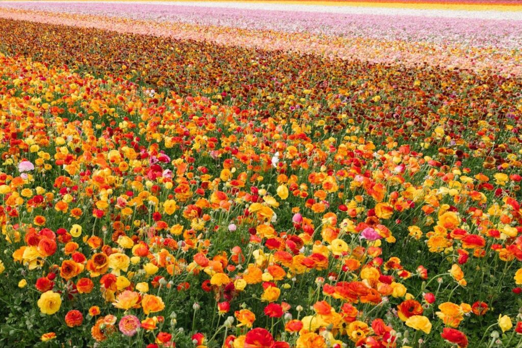 Close up of red, orange, yellow and pink ranunculus flowers at The Flower Fields at Carlsbad Ranch.