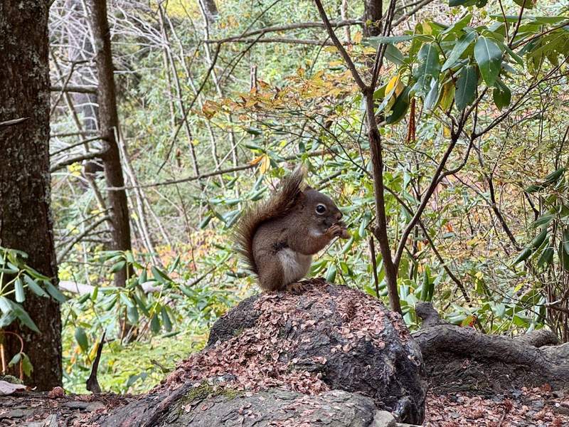 A squirrel holding a nut on a forested trail.