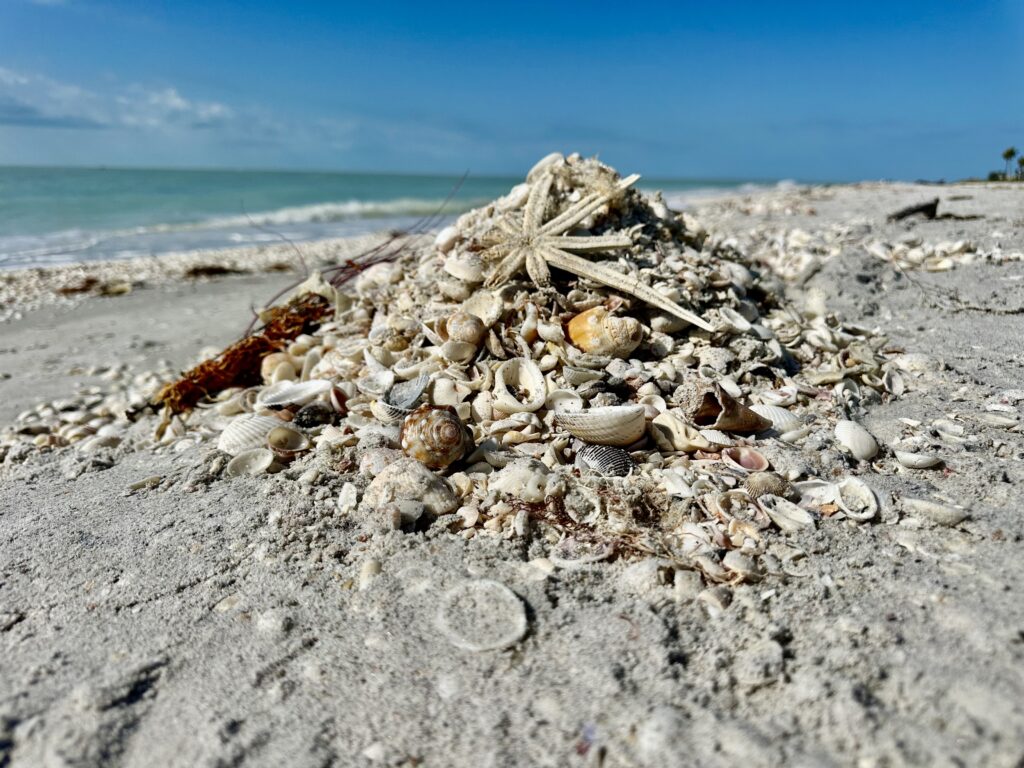 Pile of seashells with a starfish on the beach in Sanibel, Florida.