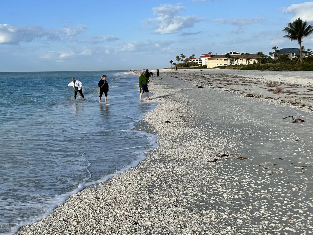 Beachcombers looking for seashells on Sanibel Island in Florida.