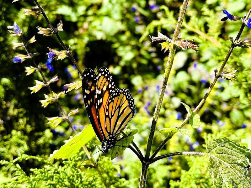 A monarch butterfly lands on a flower in the butterfly reserve in Mexico.