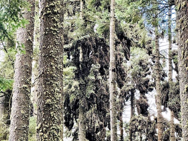 Monarch butterflies cluster in fir trees in Mexicos monarch reserve.