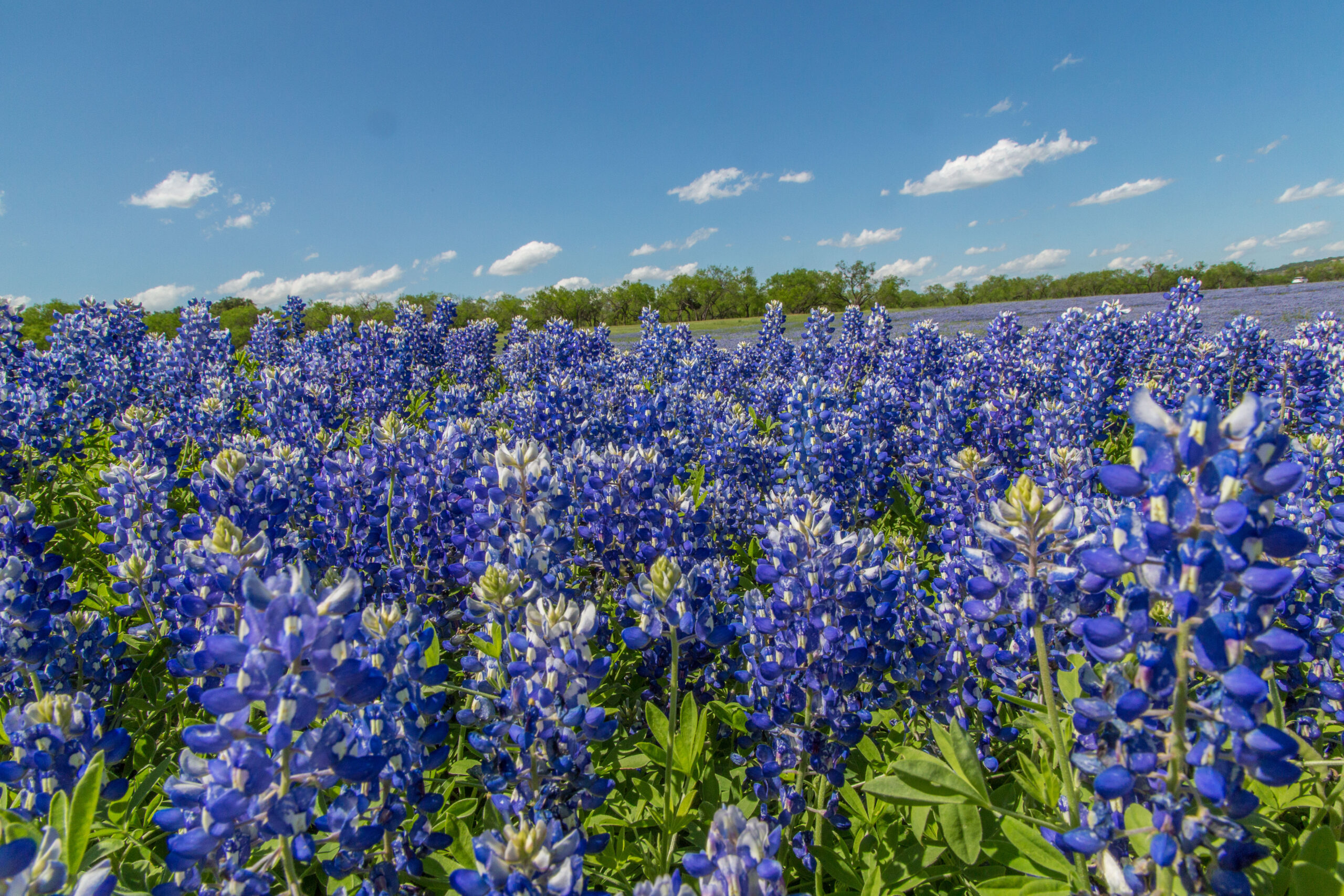 Field of bluebonnets under blue skies at Muleshoe Bend Recreational Park in Texas
