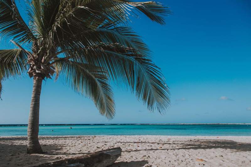 Palm tree on white sand beach with blue water in Aruba.