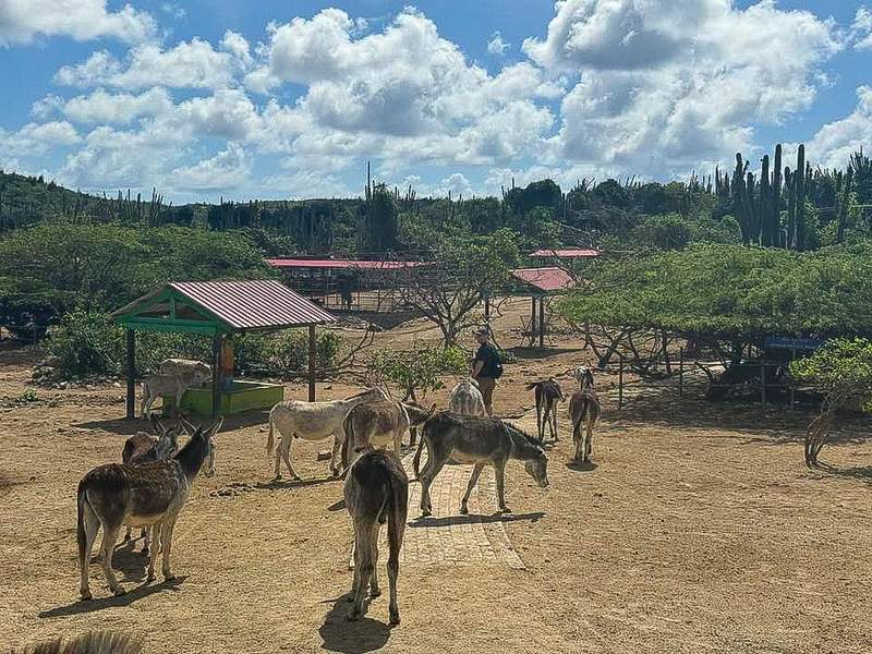 Donkeys standing on dirt path under blue sky in Aruba.