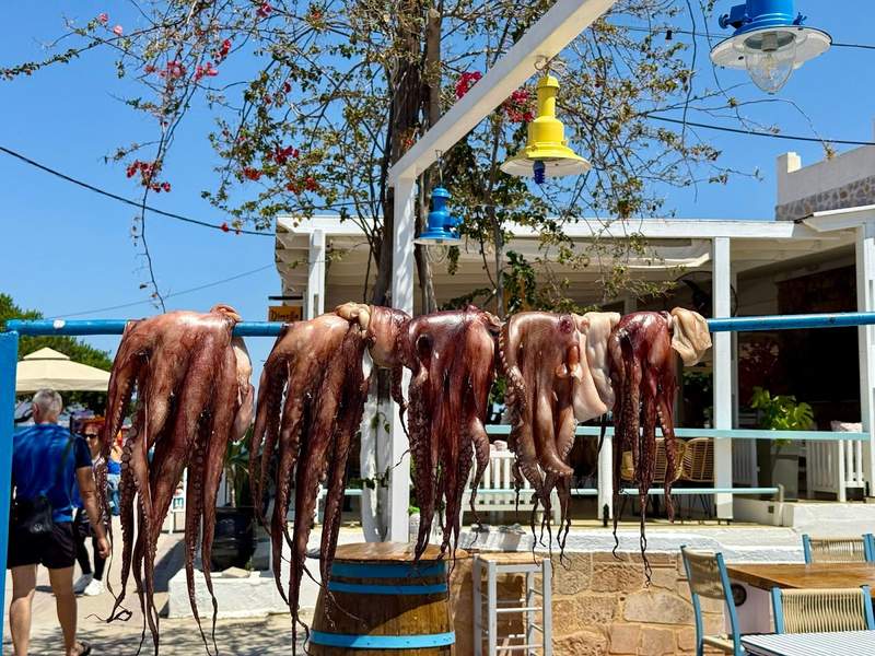 Octopuses displayed on a vendors racks.