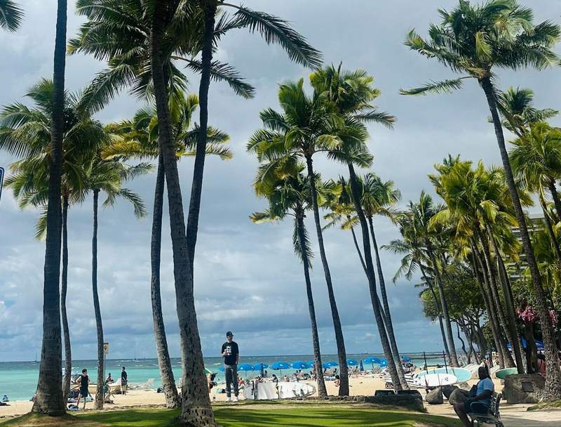 Palm trees over Waikiki Beach in Oahu.