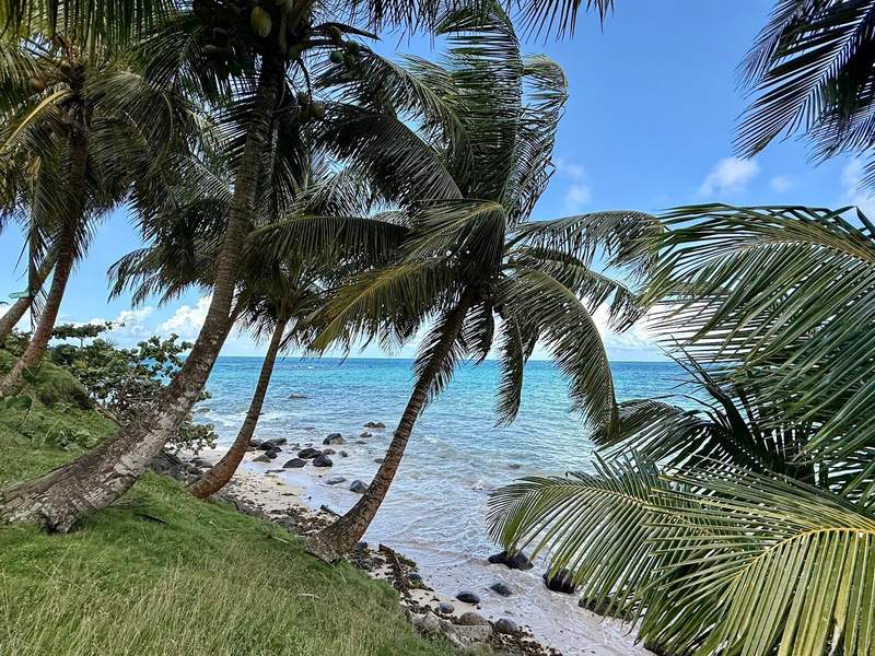 Palm trees blow in the wind near the beach along the ocean.