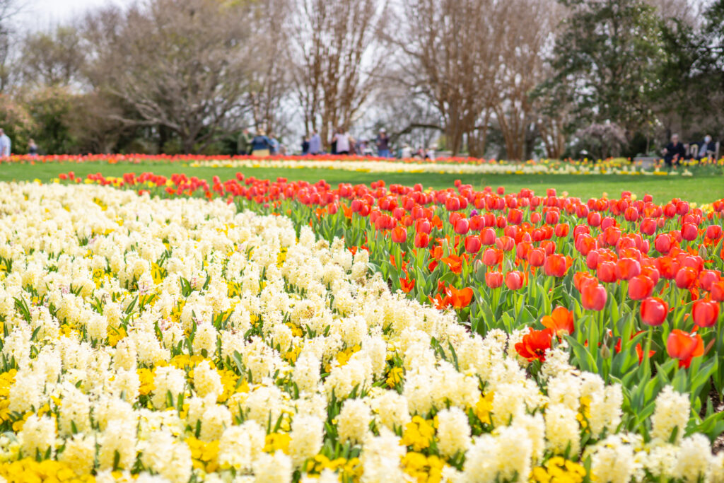 Red and yellow tulips in Tennessee.
