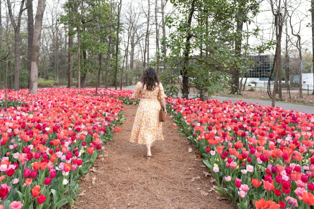 A woman walking through a garden of red and pink tulips. 