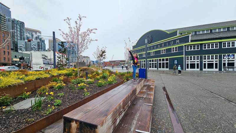 A young girl posing in front of the Cherry blossoms along the newly updated waterfront in Seattle by the Seattle Aquarium 