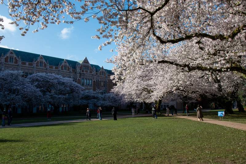 The University of Washington Quad surrounded by Cherry Blossom trees with a bright blue sky and brick buildings in the background. 