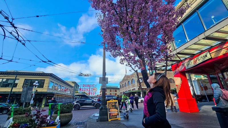 A young girl reaching for one of the Cherry Blossom flowers in front of the Pike Place market sign