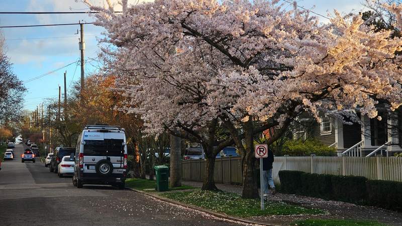 Driving down a residential road in the Queen Anne neighborhood in Seattle that is lined by cherry blossom trees 