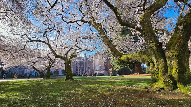 Standing under the Cherry Blossom trees at the University of Washington Quad on a clear blue-sky day 