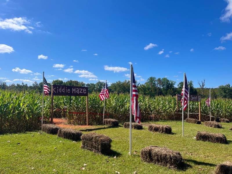 Corn field with American flags and entry sign