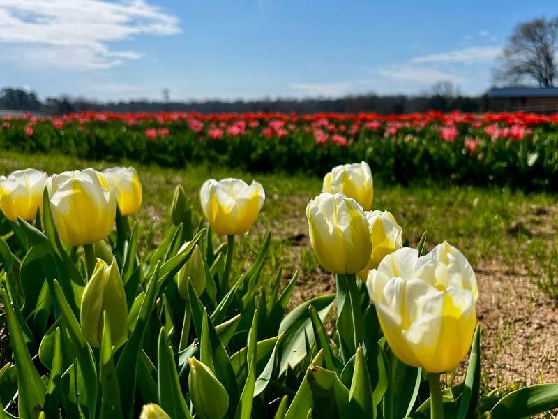 Rows of blooming tulips