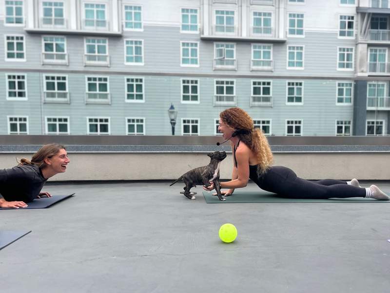 Puppy yoga on the roof of Springhill Suites in Oceanside, CA.